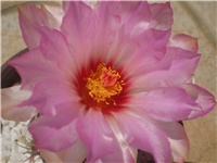 8650f65f-Picture 7669.jpg
